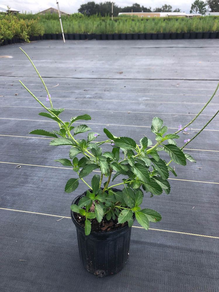 stachytarpheta-jamaicensis-florida-native-porterweed