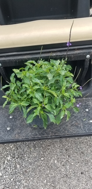 stachytarpheta-jamaicensis-florida-native-porterweed