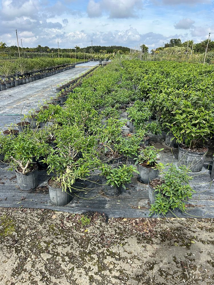 stachytarpheta-jamaicensis-florida-native-porterweed