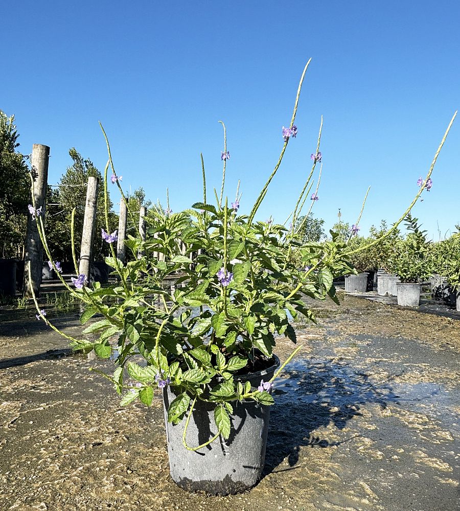 stachytarpheta-jamaicensis-florida-native-porterweed