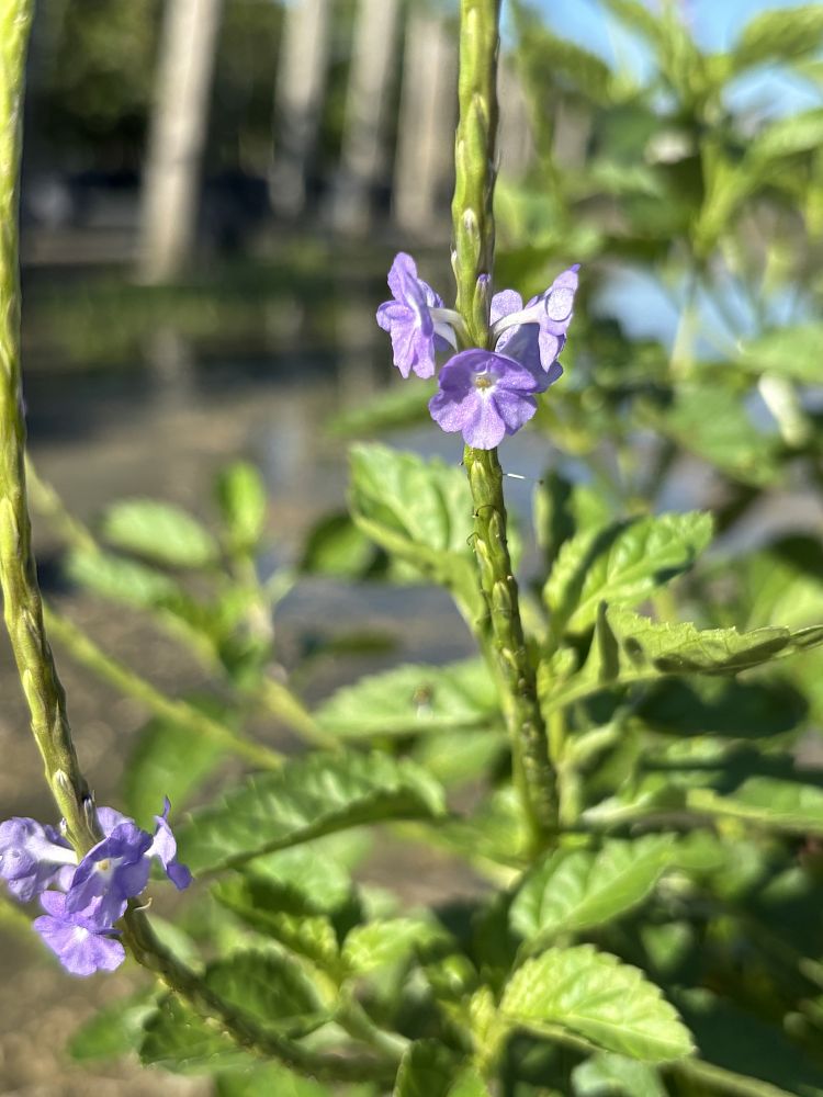 stachytarpheta-jamaicensis-florida-native-porterweed
