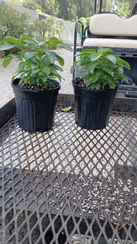 stachytarpheta-jamaicensis-florida-native-porterweed
