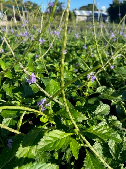 stachytarpheta-jamaicensis-florida-native-porterweed