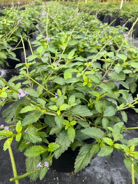 stachytarpheta-jamaicensis-florida-native-porterweed