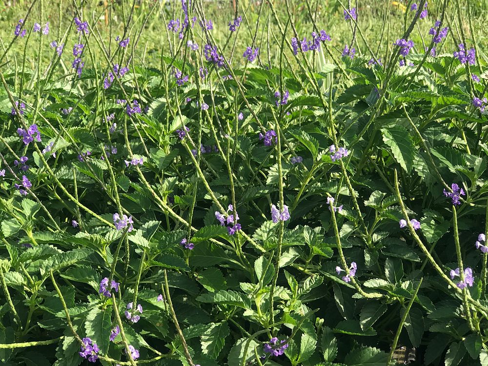 stachytarpheta-jamaicensis-florida-native-porterweed