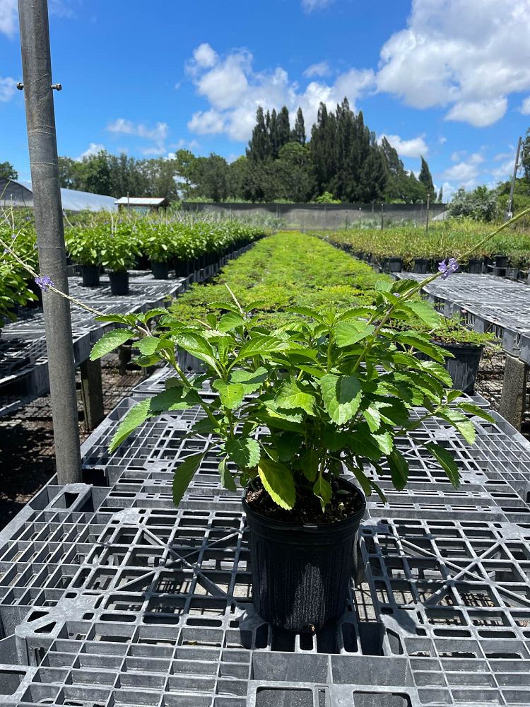 stachytarpheta-jamaicensis-florida-native-porterweed