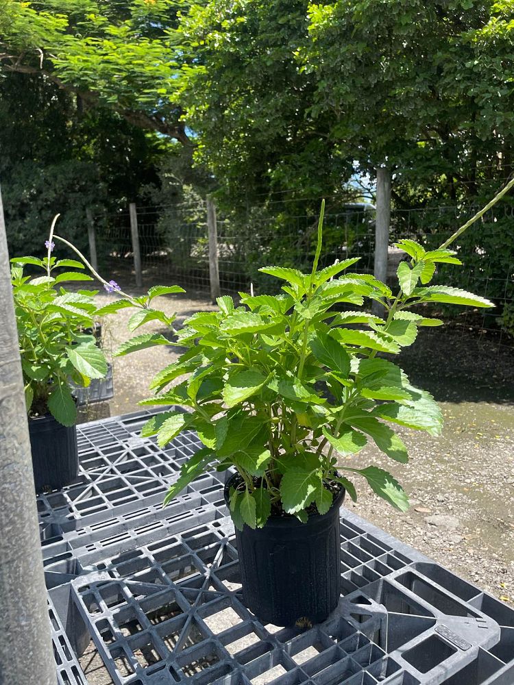 stachytarpheta-jamaicensis-florida-native-porterweed