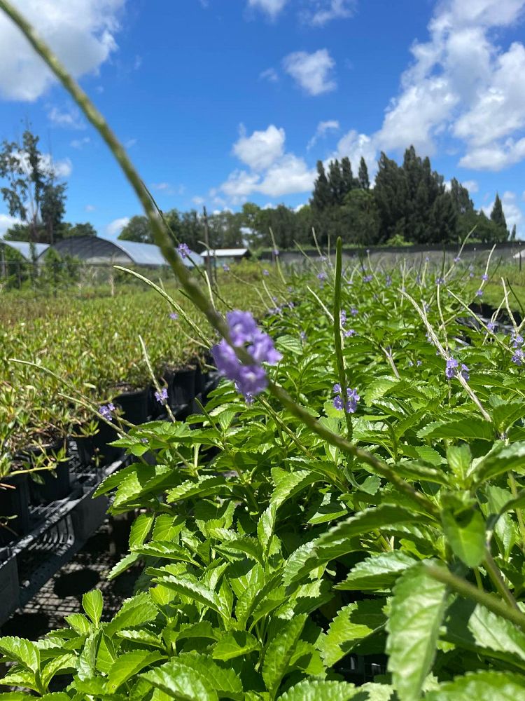 stachytarpheta-jamaicensis-florida-native-porterweed