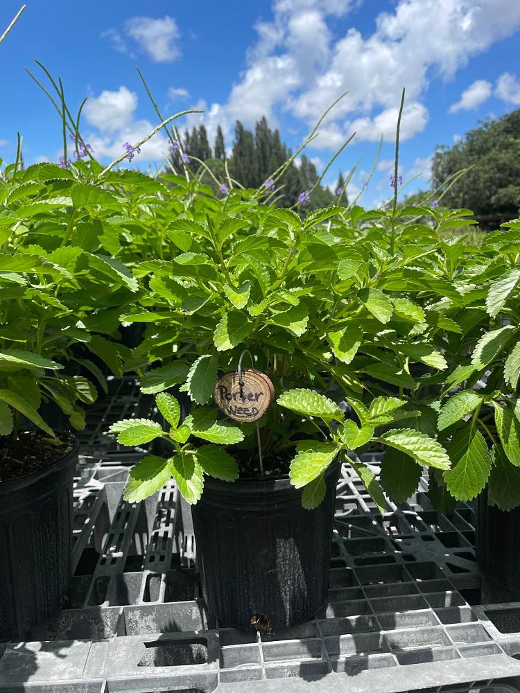 stachytarpheta-jamaicensis-florida-native-porterweed