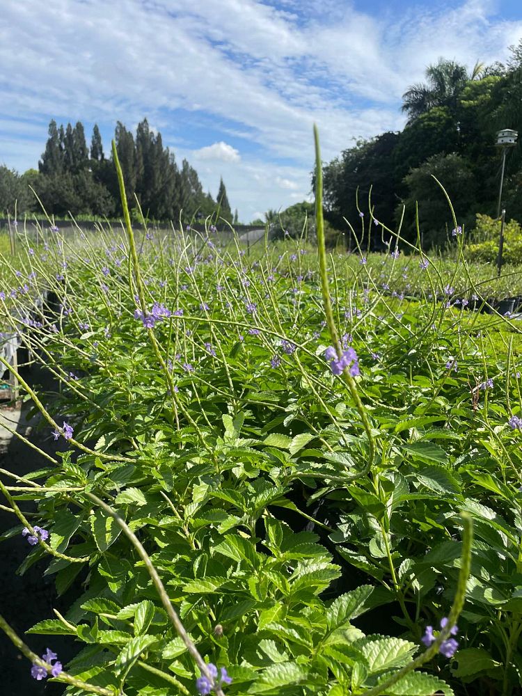 stachytarpheta-jamaicensis-florida-native-porterweed