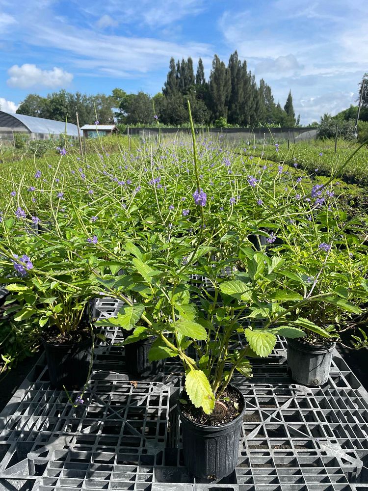 stachytarpheta-jamaicensis-florida-native-porterweed