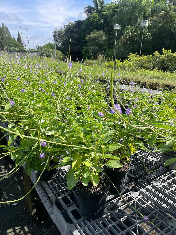 stachytarpheta-jamaicensis-florida-native-porterweed