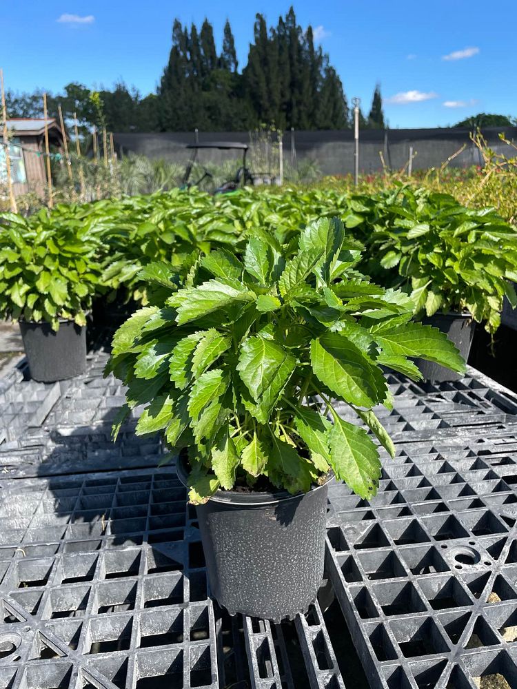 stachytarpheta-jamaicensis-florida-native-porterweed