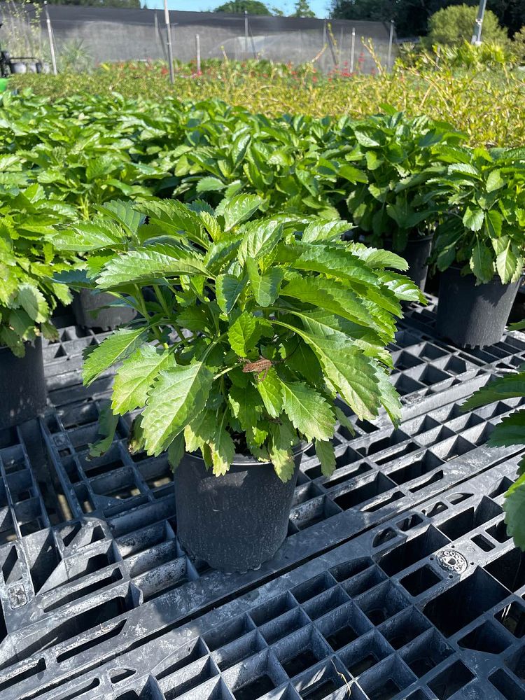 stachytarpheta-jamaicensis-florida-native-porterweed