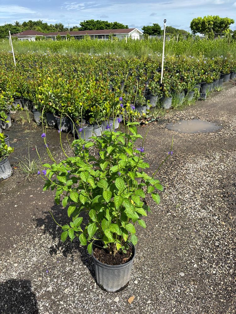 stachytarpheta-jamaicensis-florida-native-porterweed