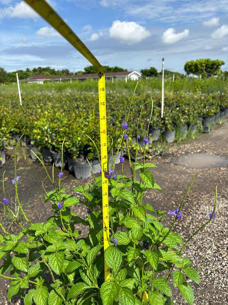 stachytarpheta-jamaicensis-florida-native-porterweed