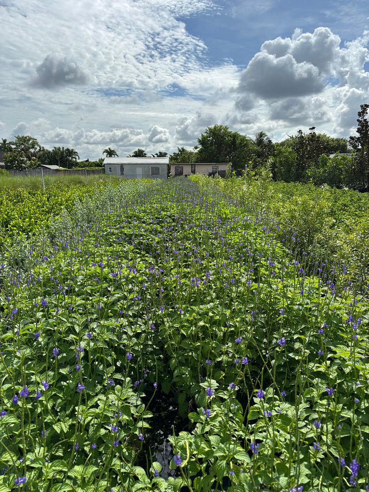 stachytarpheta-jamaicensis-florida-native-porterweed