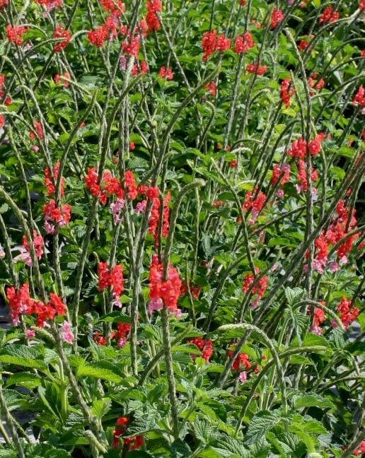 stachytarpheta-mutabilis-pink-snakeweed-coral-porterweed