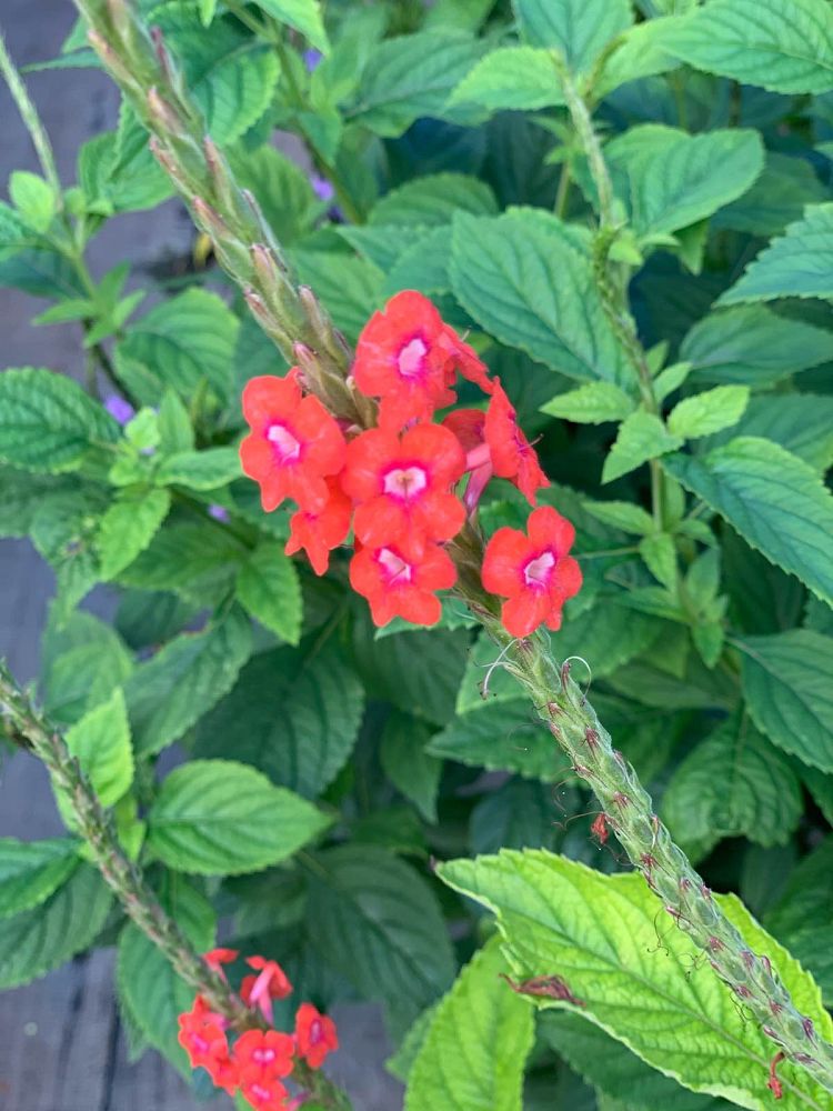 stachytarpheta-mutabilis-pink-snakeweed-coral-porterweed