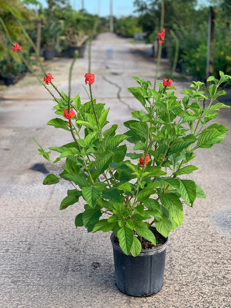 stachytarpheta-mutabilis-pink-snakeweed-coral-porterweed