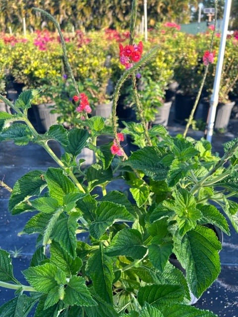 stachytarpheta-mutabilis-pink-snakeweed-coral-porterweed