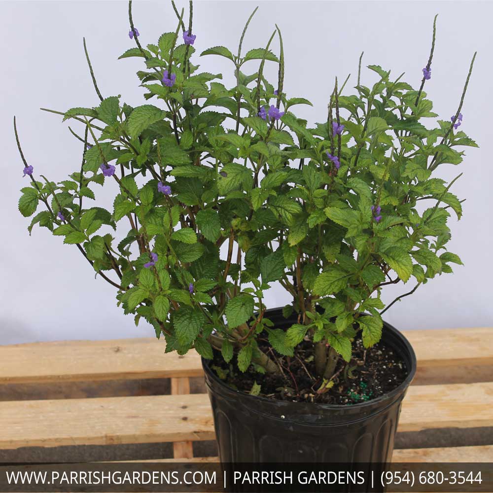 stachytarpheta-porterweed