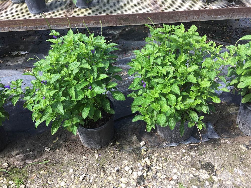 stachytarpheta-porterweed