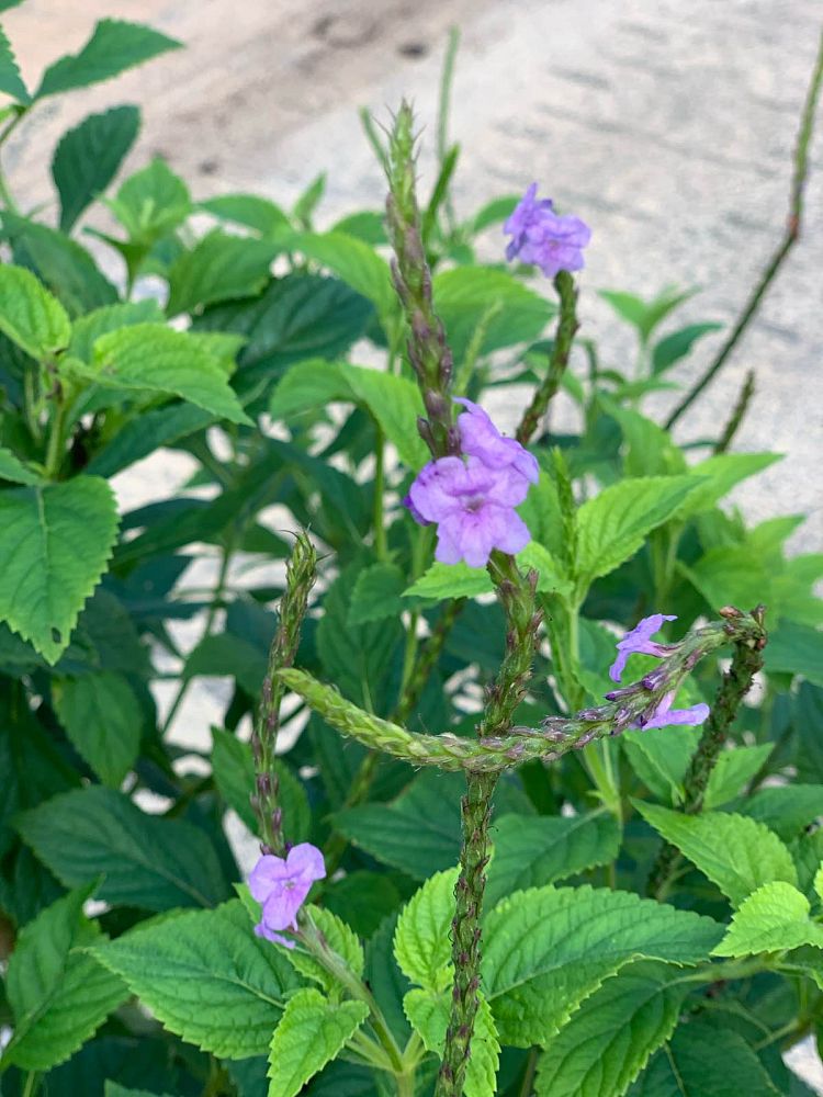 stachytarpheta-porterweed