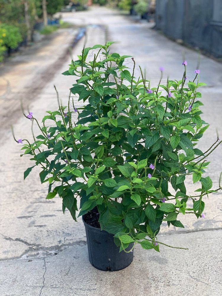 stachytarpheta-porterweed
