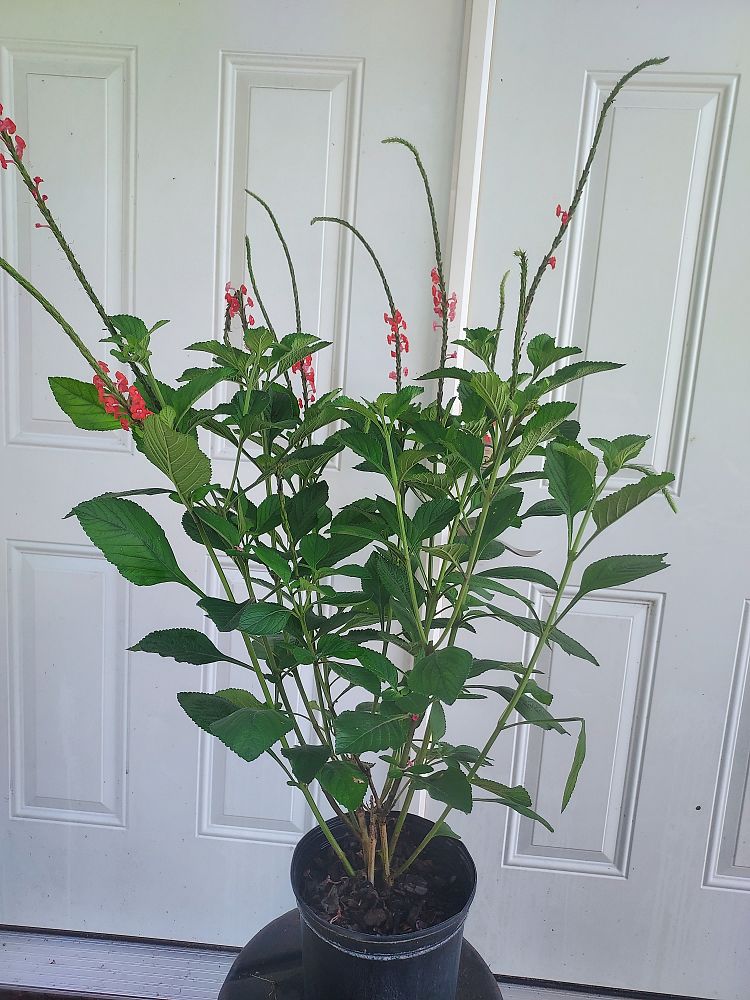 stachytarpheta-porterweed