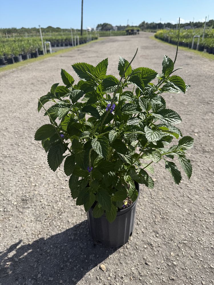 stachytarpheta-porterweed