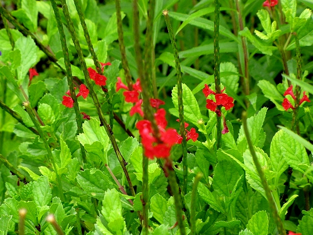 stachytarpheta-red-compacta-porterweed