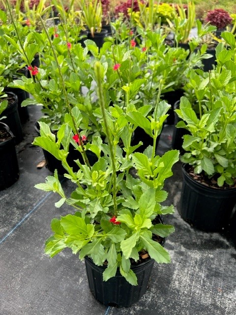 stachytarpheta-sanguinea-dwarf-red-porterweed