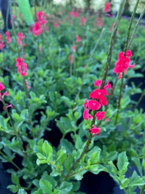 stachytarpheta-sanguinea-dwarf-red-porterweed