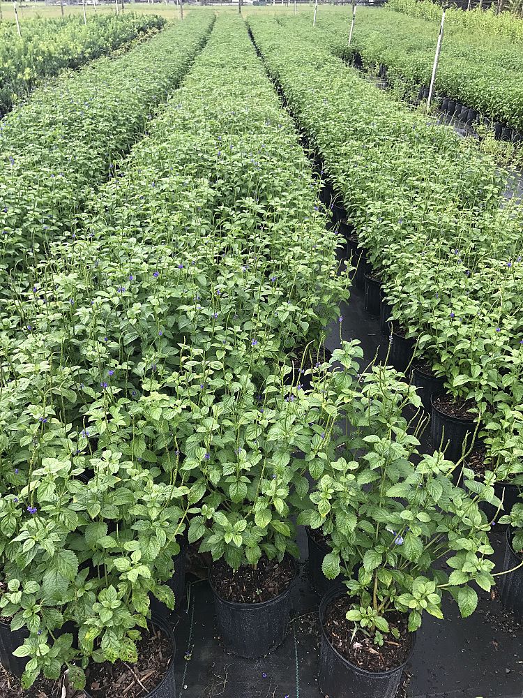 Silver Plant Broker LLC.