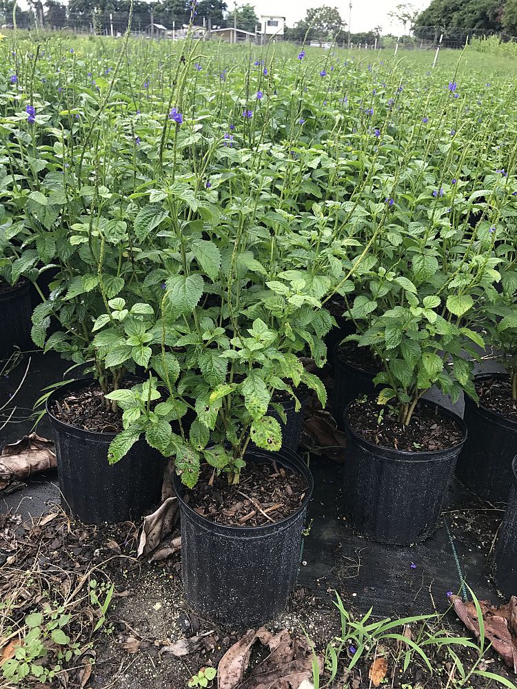 Silver Plant Broker LLC.