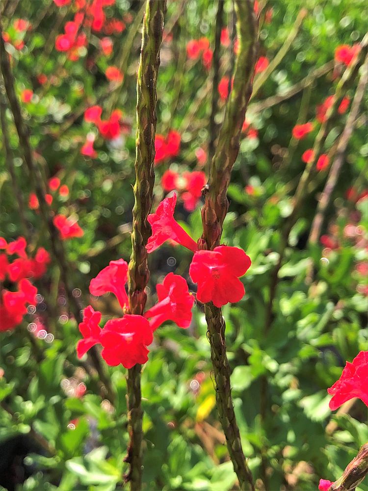 stachytarpheta-speciosa-brazilian-porterweed