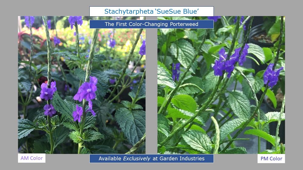 stachytarpheta-suesue-blue-porterweed