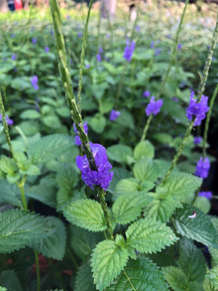 stachytarpheta-suesue-blue-porterweed