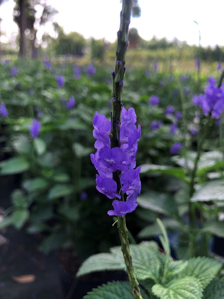stachytarpheta-suesue-blue-porterweed