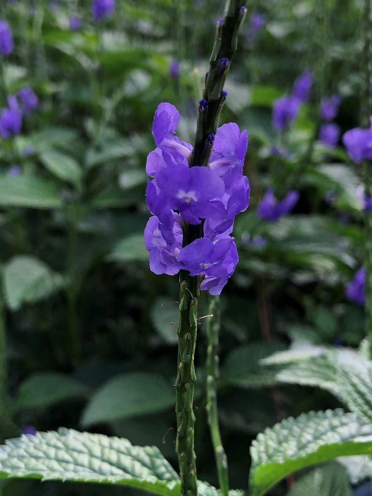 stachytarpheta-suesue-blue-porterweed