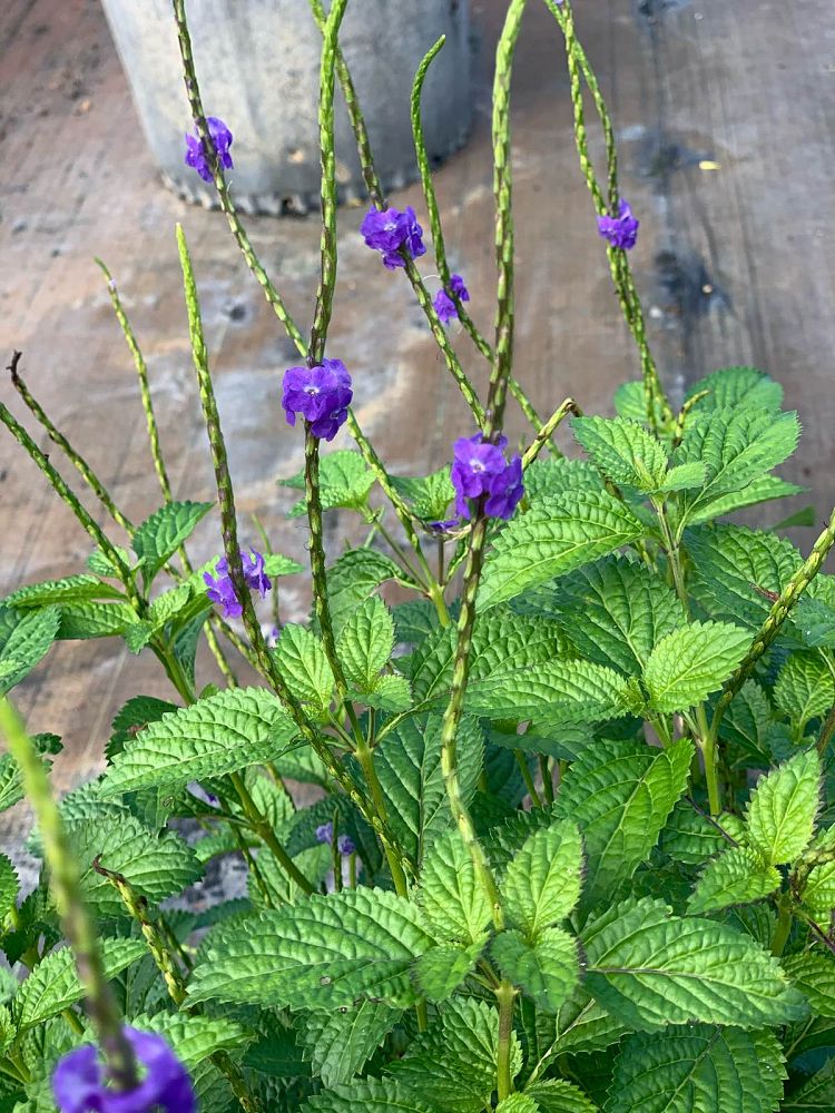 stachytarpheta-urticifolia-blue-porterweed