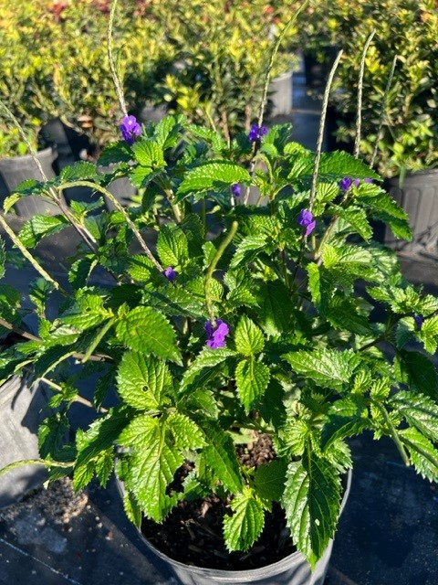 stachytarpheta-urticifolia-blue-porterweed