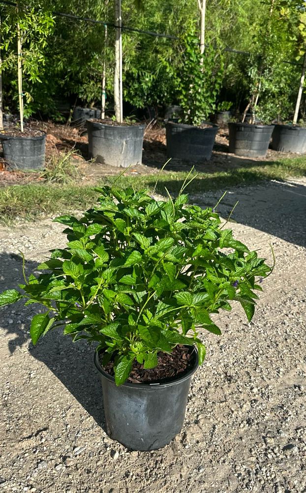 stachytarpheta-urticifolia-blue-porterweed