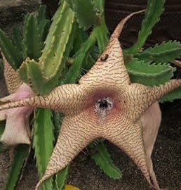 stapelia-gigantea-carrion-flower-starfish-plant-toad-plant-zulu-giant-carrion-plant