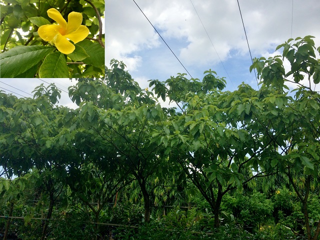 stemmadenia-galeottiana-milky-way-tree