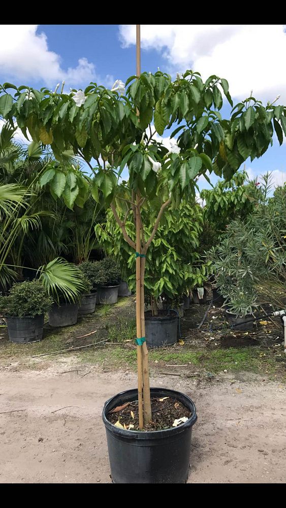 stemmadenia-galeottiana-milky-way-tree