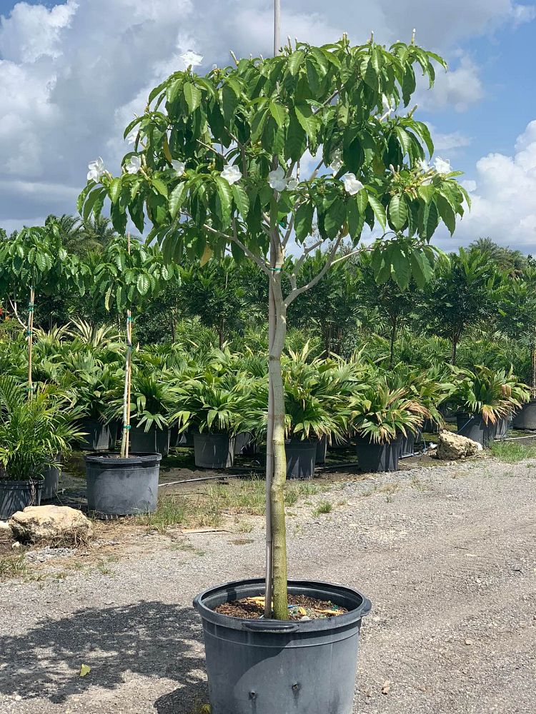 stemmadenia-galeottiana-milky-way-tree