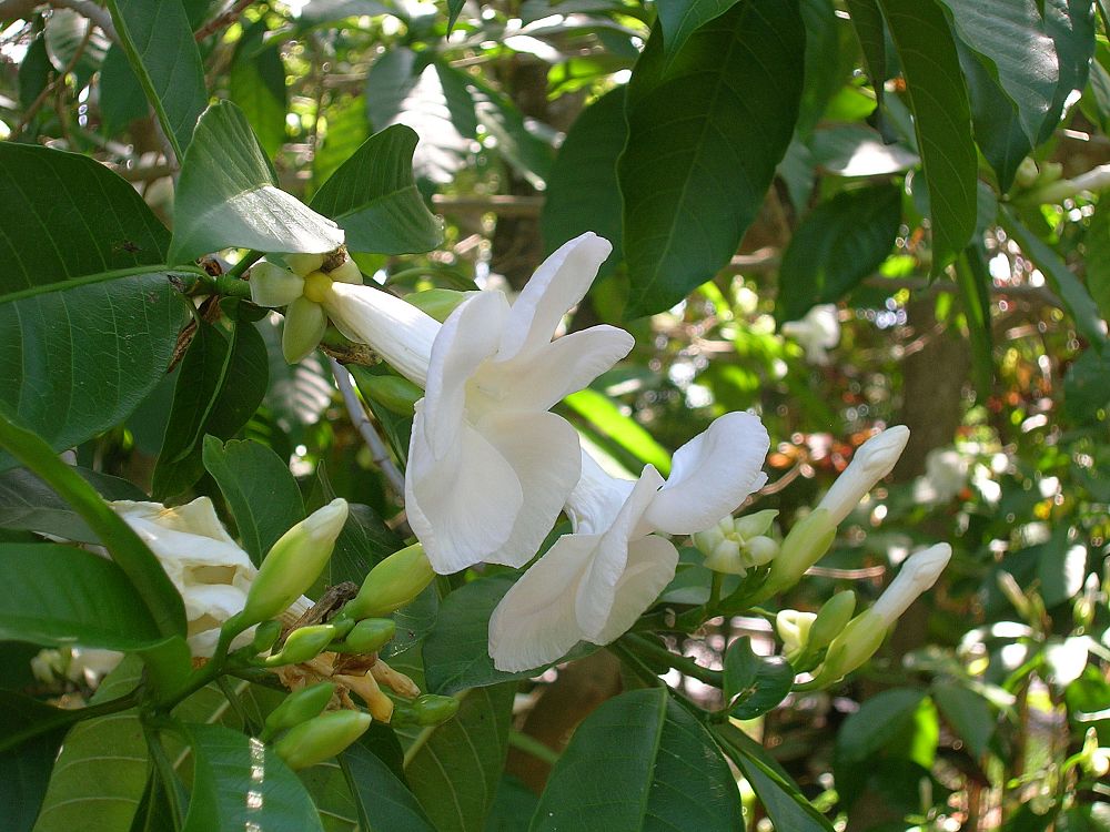 stemmadenia-litoralis-milky-way-tree