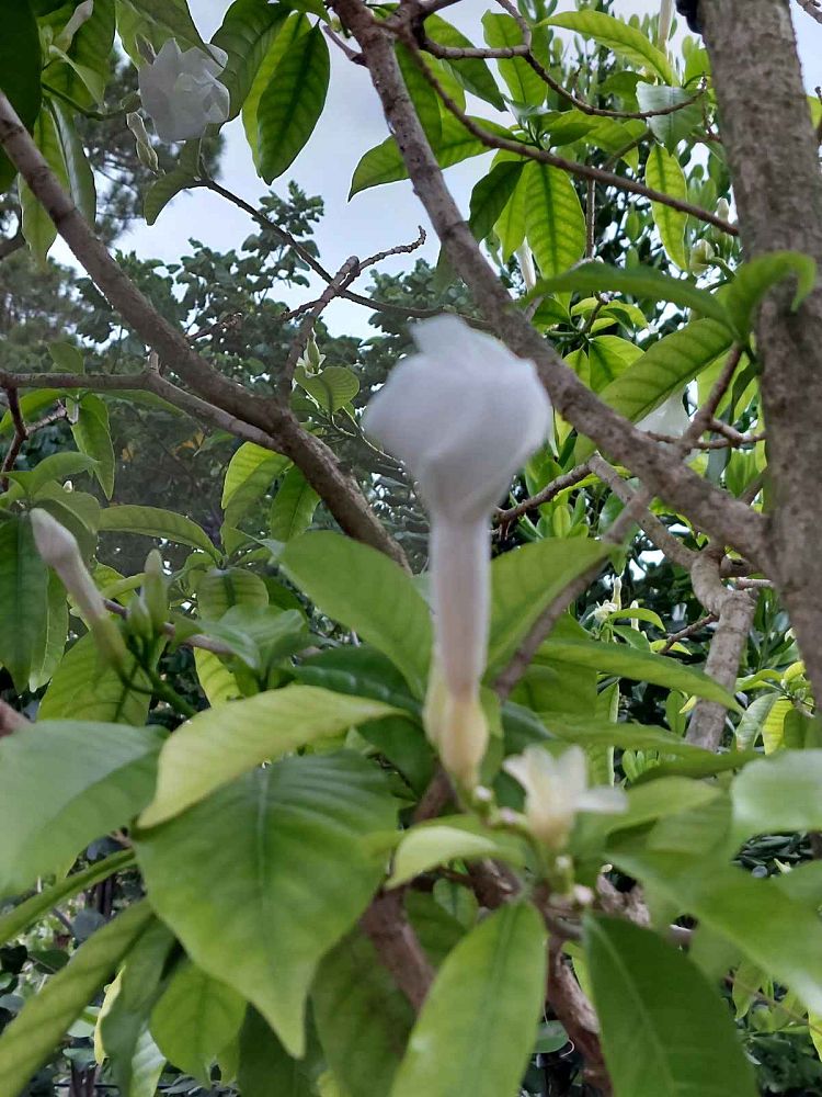 stemmadenia-litoralis-milky-way-tree